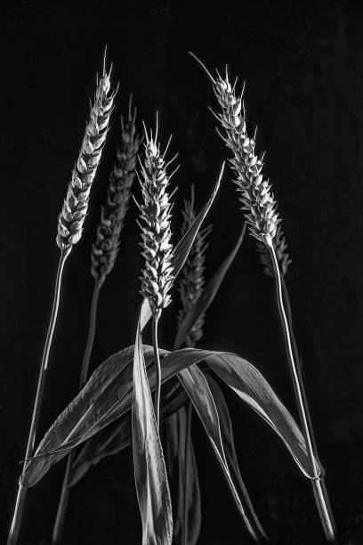 Three Wheat Stalks close up in black and white with a reflection