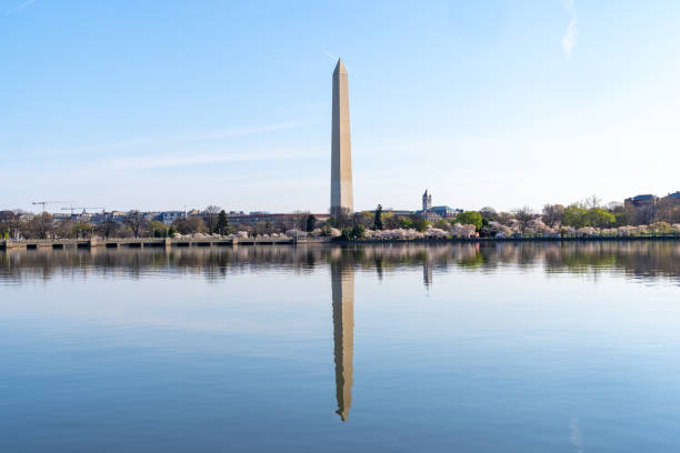 istock Washington Monument, fully reflected on the tidal basin, during cherry blossom season 2164843555