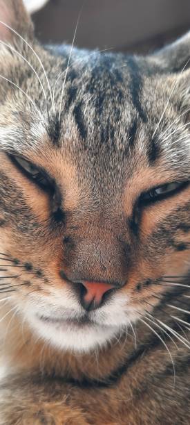 istock Close-Up of a Brown Cat 2164843970