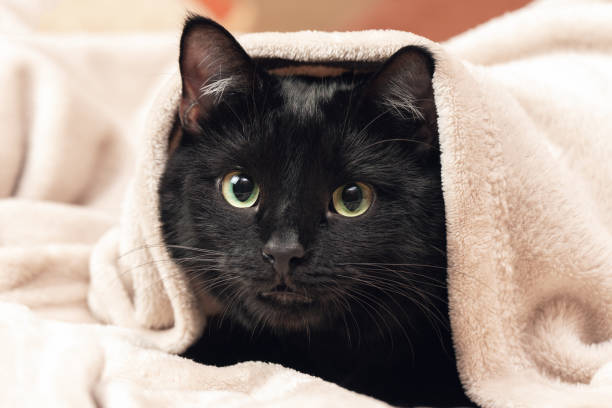 istock Portrait of a black cat peeking out from under a blanket during a cold snap 2164844995
