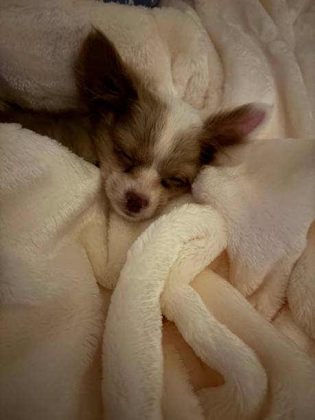 istock Donut the Chihuahua 2164846158