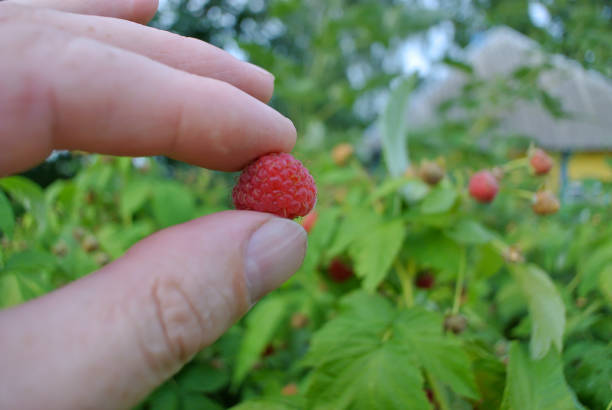 Raspberries in hand, close-up, on a green natural background