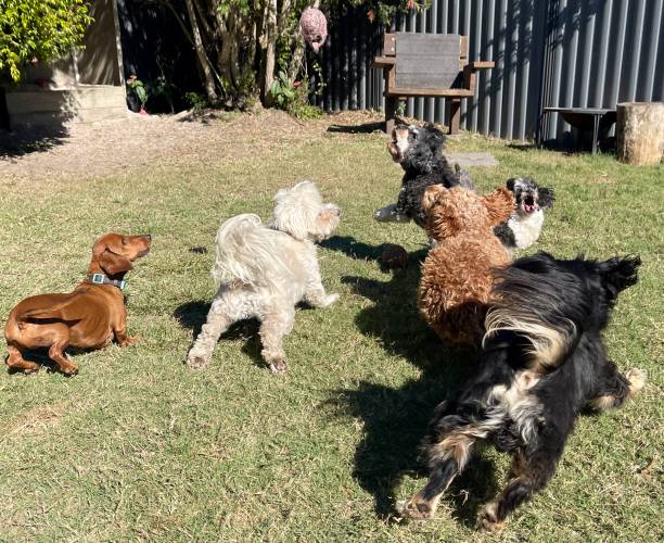 istock Dog daycare team fetch 2164846533
