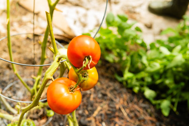New Jersey Tomatoes Growing on the Vine on a summer day