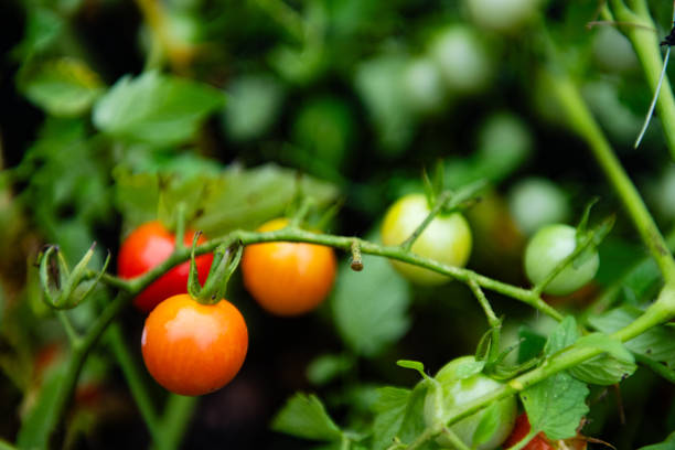 New Jersey cherry Tomatoes Growing on the Vine on a summer day
