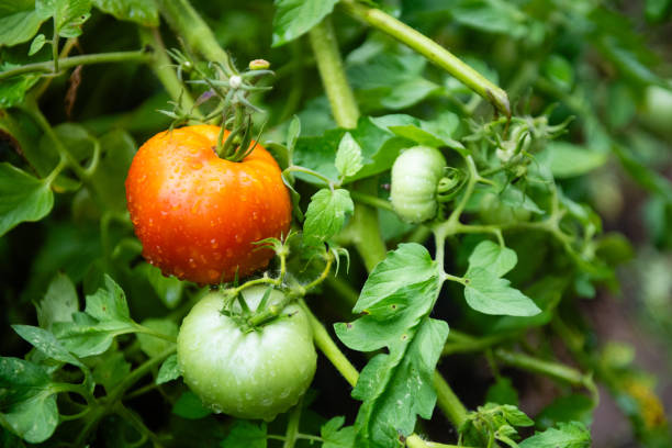 New Jersey Tomatoes Growing on the Vine on a summer day