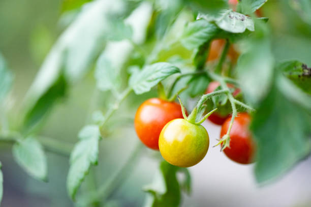 istock New Jersey Cherry Tomatoes Growing on the Vine 2164848462