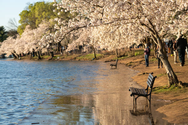 Cherry blossoms in Washington DC during a spectacular sunrise