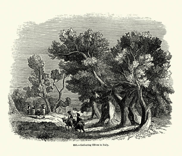 Harvesting olives from olive trees in Italy, Vintage illustration woodcut, 1850s 19th Century