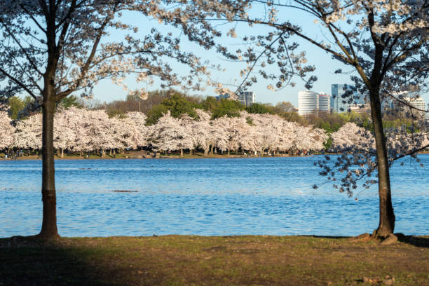 istock Cherry blossom peak bloom at the Tidal Basin in Washington DC 2164848653