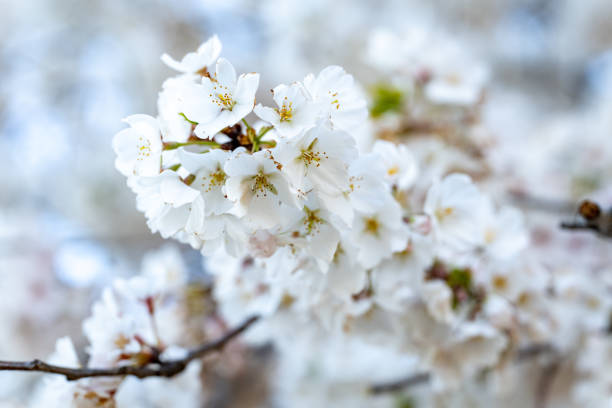 Beautiful close up view of cherry blossoms