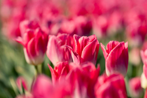 Pink tulips in selective focus - Burnside Farms Virginia