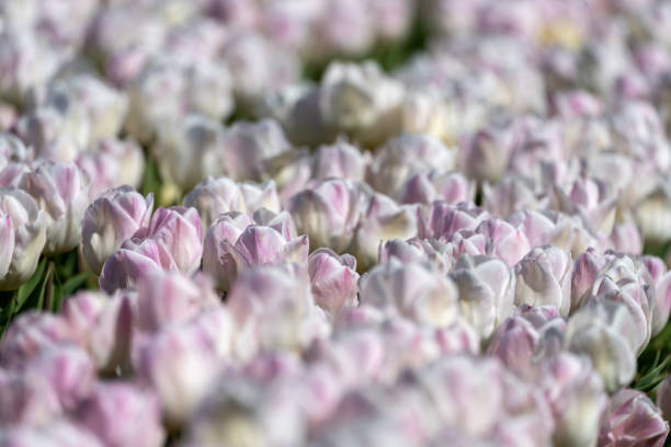 Tulip flower
