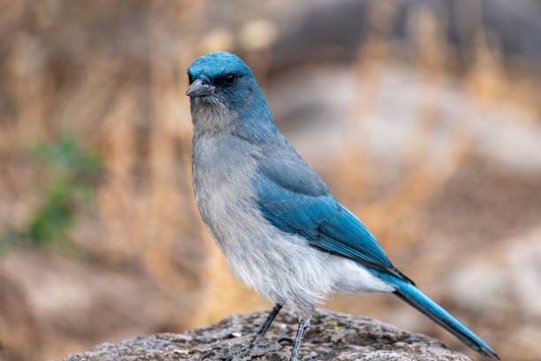 istock Mexican Jay bird at Chiricahua National Monument 2164853457