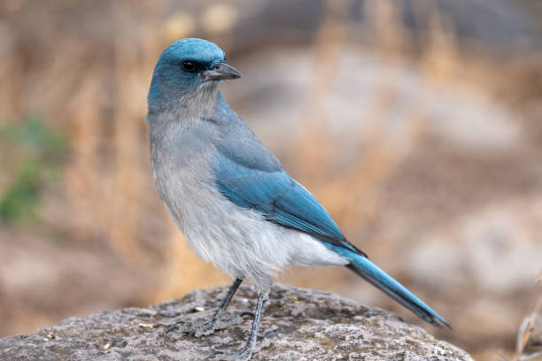 istock Mexican Jay bird at Chiricahua National Monument 2164853472