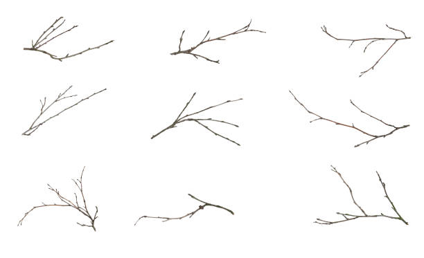 dry twigs isolated on white background