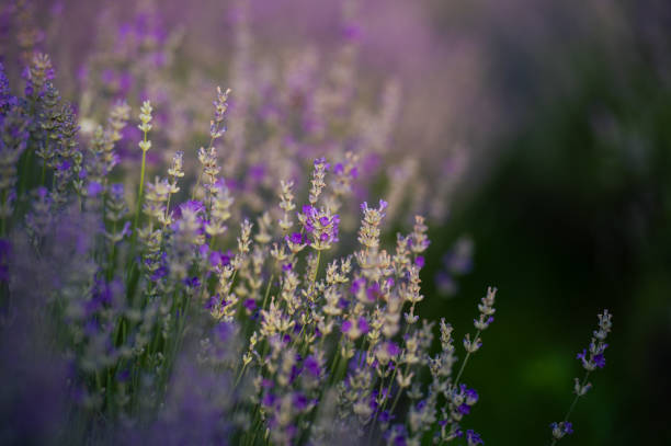 istock Lavender violet flowers close-up. Lavender field. 2164854706