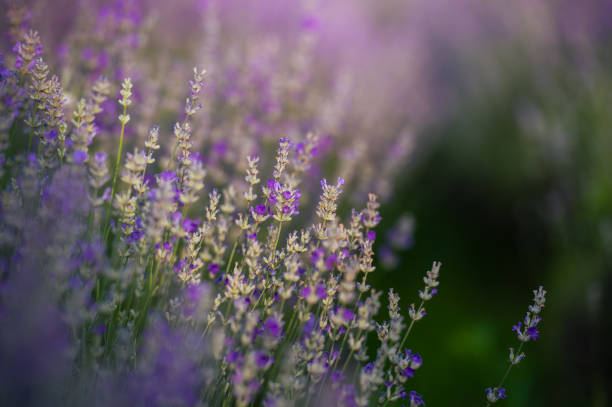 istock Lilac lavender flowers on a blurred background, close-up. 2164854707