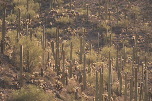 istock Gates Pass in Tucson Arizona, saguaro cactus on mountainside 2164855573