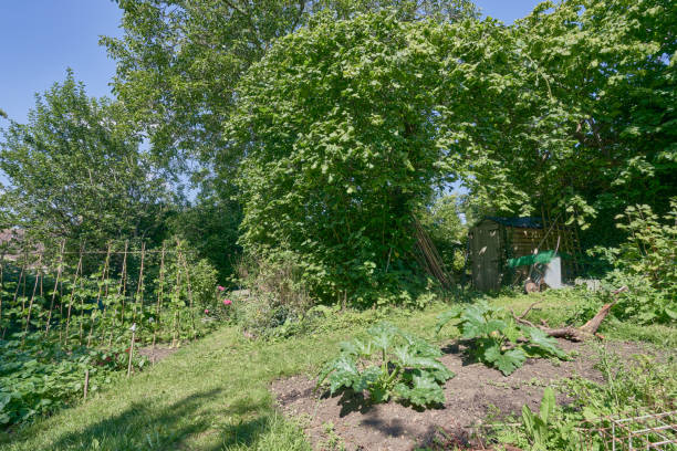 istock A Forest Garden  with trees, shrubs and vegetables in the UK 2164855842