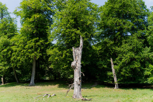 istock Nature reserve outside the city. Dry tree. 2164857256
