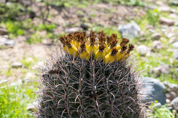 Fishook Barrel Cactus, flowering in the spring
