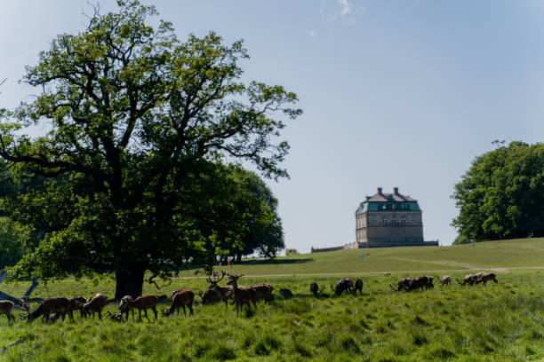 istock Park with deer. Deer graze in the meadow. 2164858317