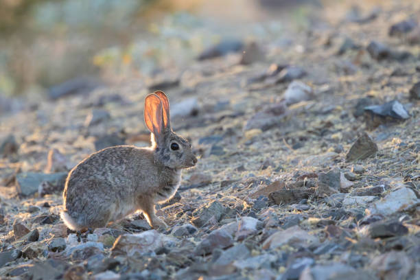 istock A desert cottontail in evening light on the desert floor 2164860554