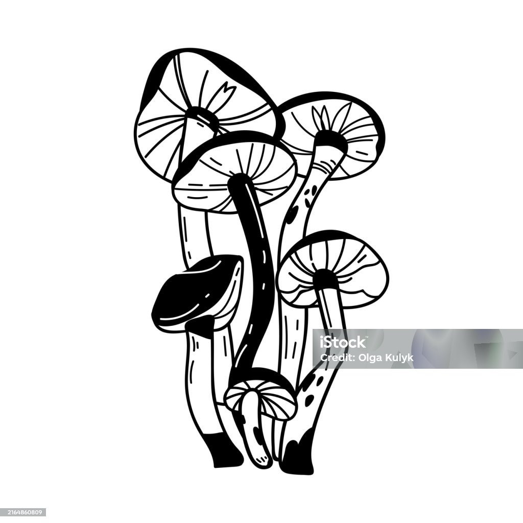 Multiple Toadstool Outline Outline Toadstool Mushrooms Vector Hand Drawn Line Art Black And White ...
