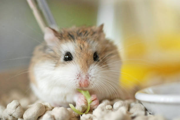 istock Roborovski hamster eating broccoli with her hands 2164861001