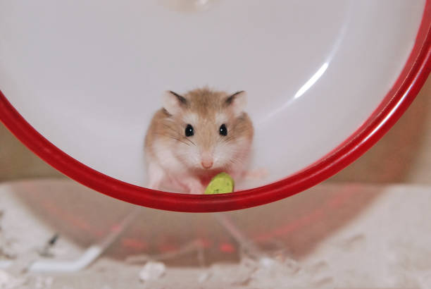 istock Roborovski hamster eating a snack on a wheel 2164861019