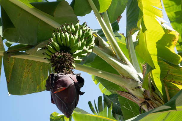 Green banana bunch hanging on the banana tree.