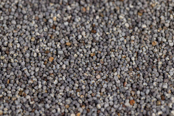 poppy seeds that are used in cooking , scattered poppy seeds for cooking