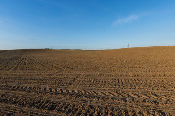 istock sunset in a field with young corn sprouts in a fertile field 2164862448