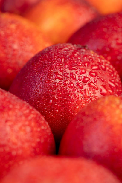 ripe wet red nectarines folded together
