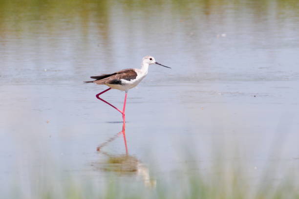 istock Himantopus himantopus aka Black-winged Stilt and reflection on the water surface. 2164863154