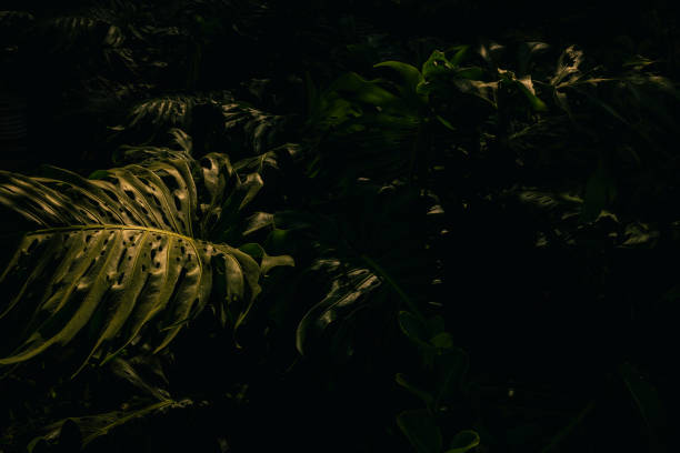istock Jungle leaves background stock photo 2164863177