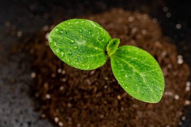 istock Zucchini sprout in dew drops on a black background. Top view. 2164863657