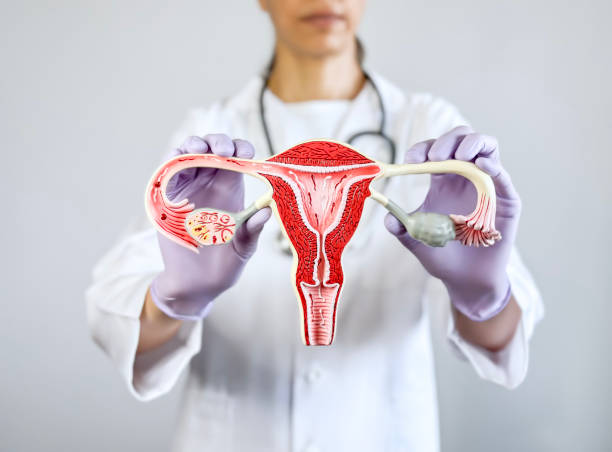istock Gynecologist showing an ovary model 2164863730