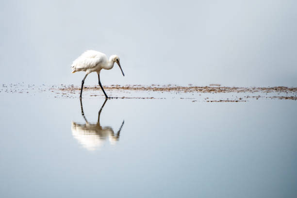 istock Spoonbill in the wetlands 2164865103