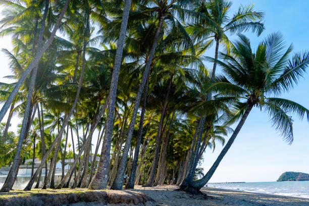 istock Palm Cove beach, North Queensland, Australia 2164866372