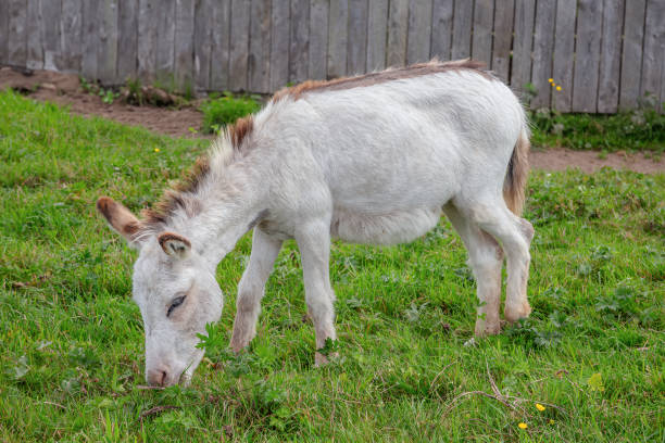 istock White donkey Grazing in a Green Pasture 2164867052
