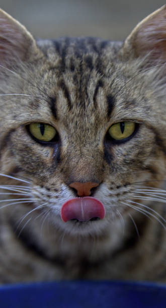Picture of a cat drinking water