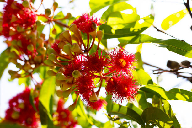 Green leaves of eucalyptus tree with red flower
