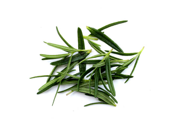 istock Rosemary on white background, Fresh leaves 2164870582