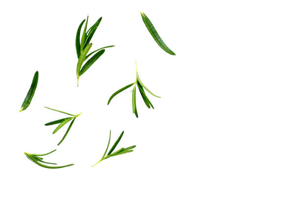 istock Rosemary on white background, Fresh leaves 2164870738