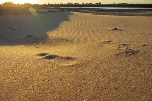 istock Footprints in the sand. Sandy river beach at sunset 2164871896