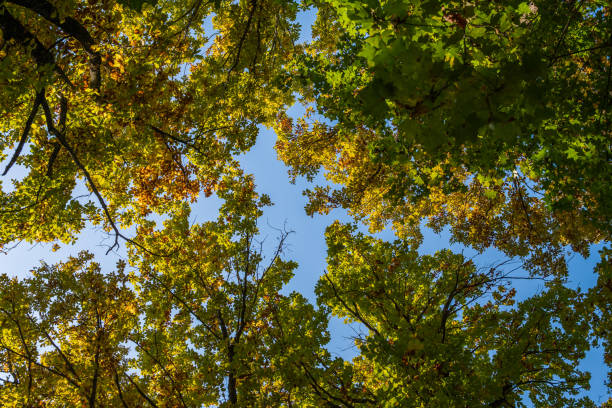 Tree crowns with green-yellow leaves against a blue sky. An autumn landscape