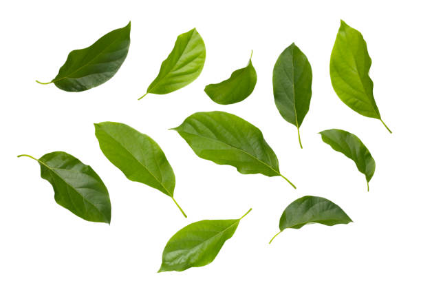 istock Fresh leaves of avocado fruit 2164872485