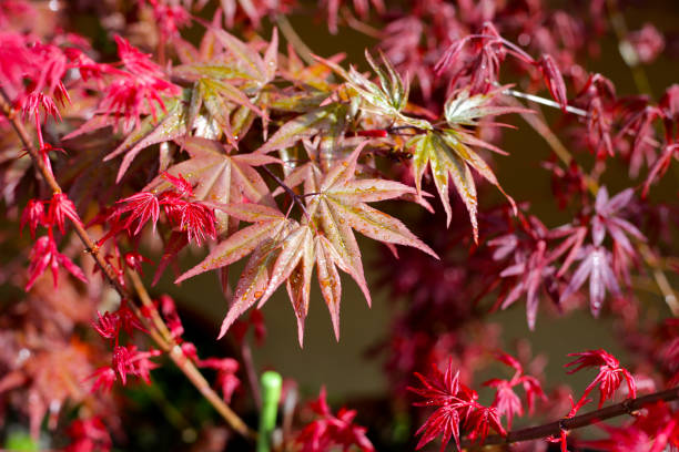 istock Japanese maple tree, beautiful leaves 2164872638
